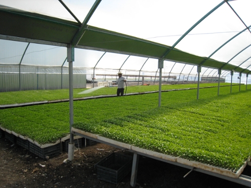Seedlings